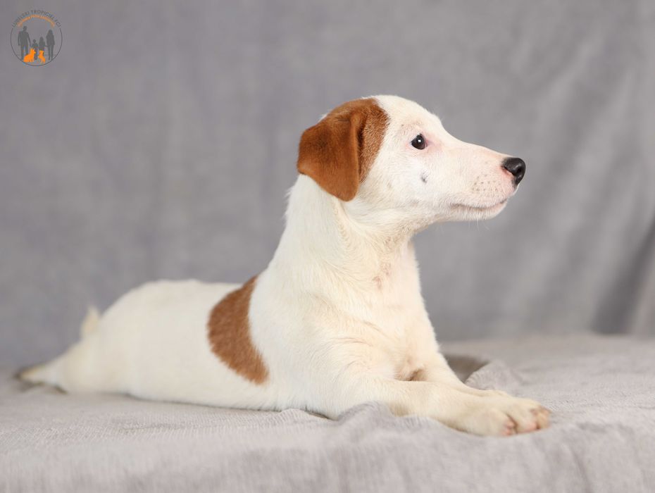 Jack Russell Terrier ZKwP FCI spokojny piesek k.włos