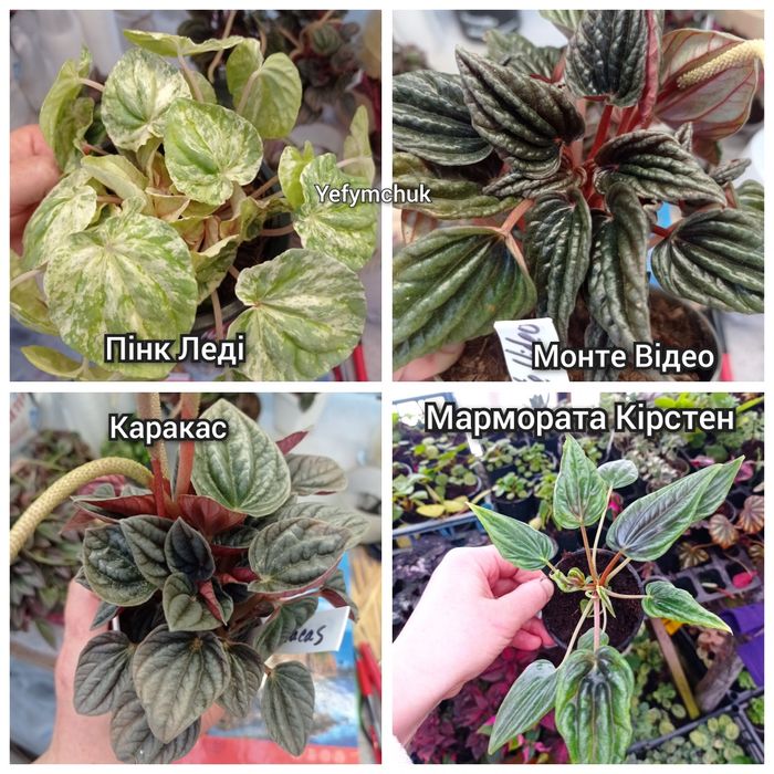 Пеперомія кімнатна