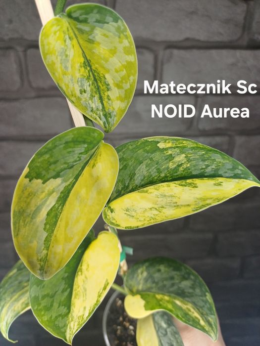 Scindapsus NOID Aurea #3