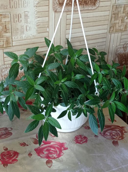 Филодендрон Бурле макс Ринг оф файер Замиокулькас Хавортиопсис  Руэлия