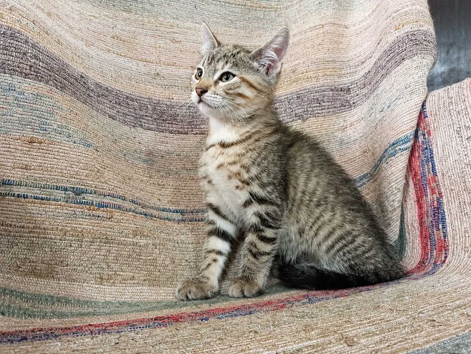 FÊMEA | Gatinha disponível para Adoção Responsável