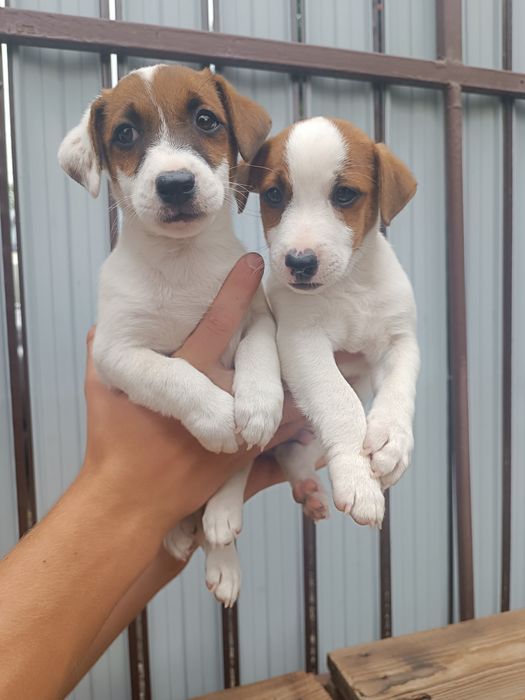 Одесски Джеки для Вас !