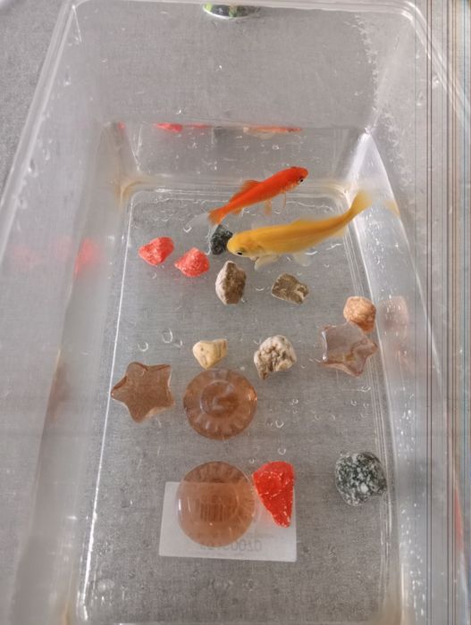 2 peixes Cometa + Acessórios