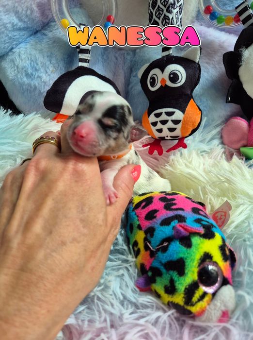 Suczka blueberry merle