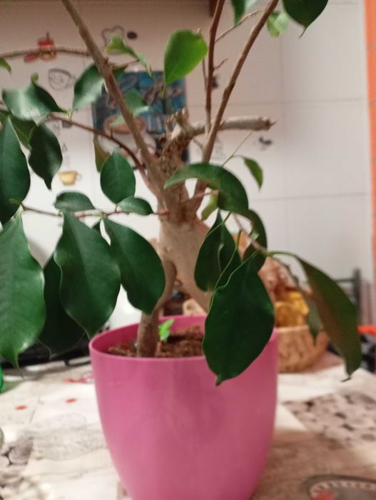 Bonsai em vaso planta