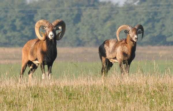 Muflon Tryk sprzedam