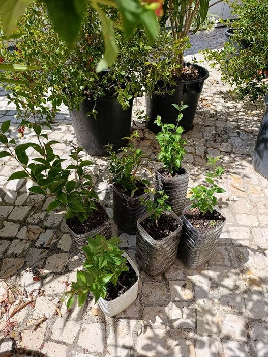 Vedação viva, lote 9  arbustos, Ligustrum japonicum, jovens e podados