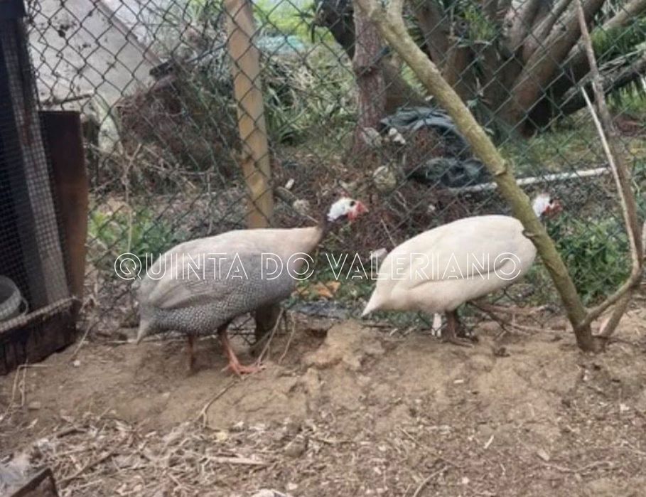 Tenho para venda ovos galados de peru/fracas/gansos