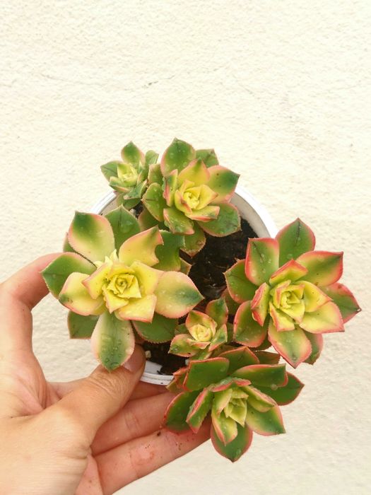 Suculenta variadas 5€/uni