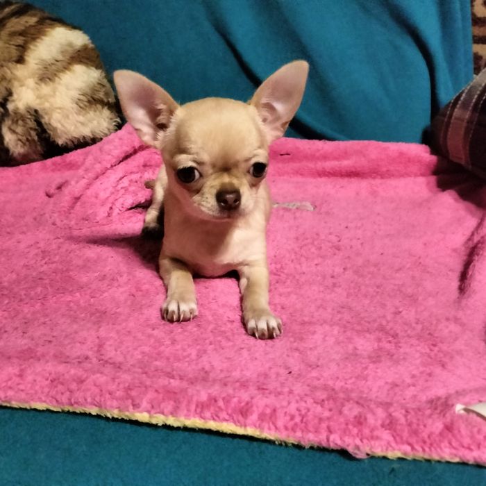 Чистокровные милашки чихуашки