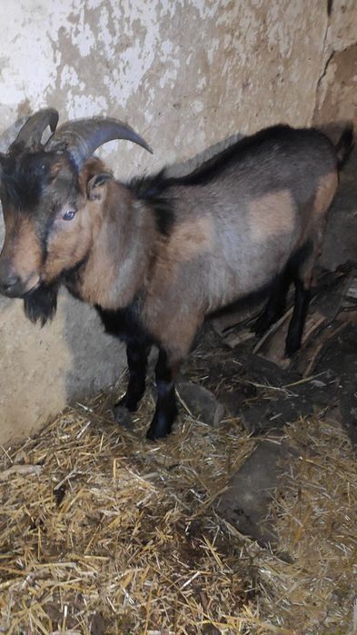 Терміново!!! Продам Шуту козу, дійну козочку, козла