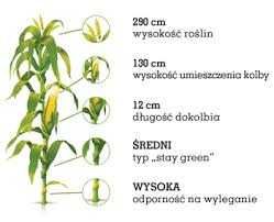 Kukurydza Nasiona ES Inventive FAO 240-250