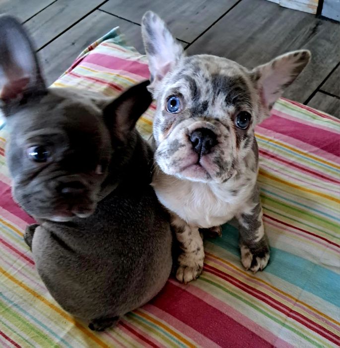 Buldog francuski  sunia blue merle