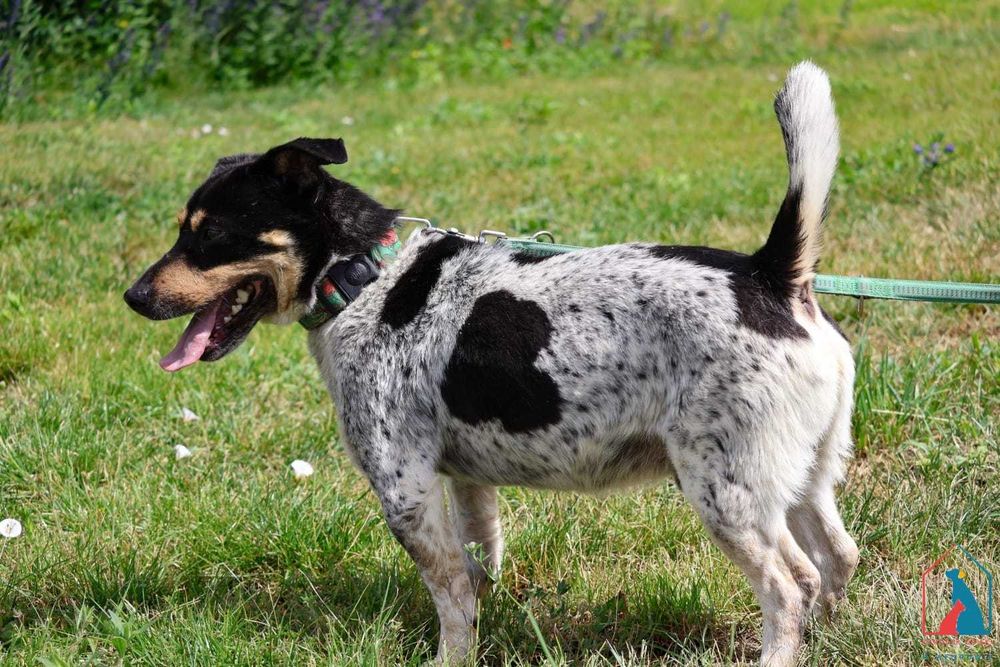 Oryginalne umaszczenie, nieduży i wesoły - kocha wszystkich