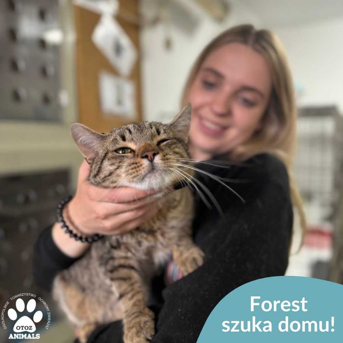 Forest szuka domu!