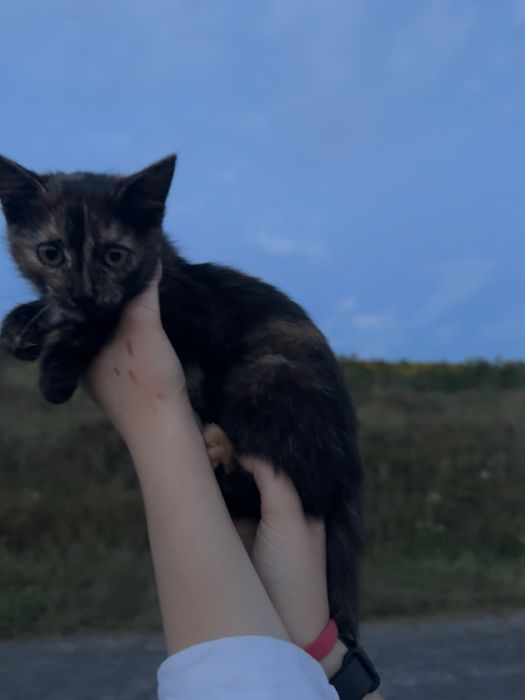Маленьке кошеня каліко