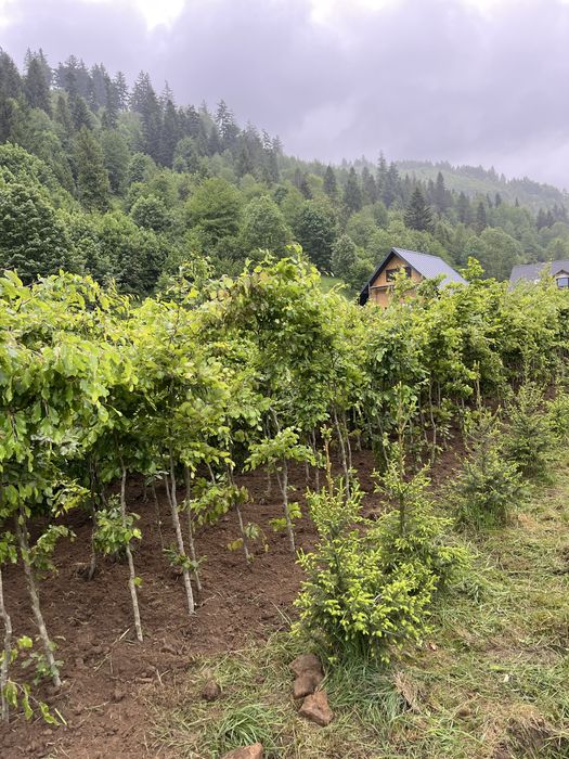 Buk pospolity donica żywoplot drzewa alejowe