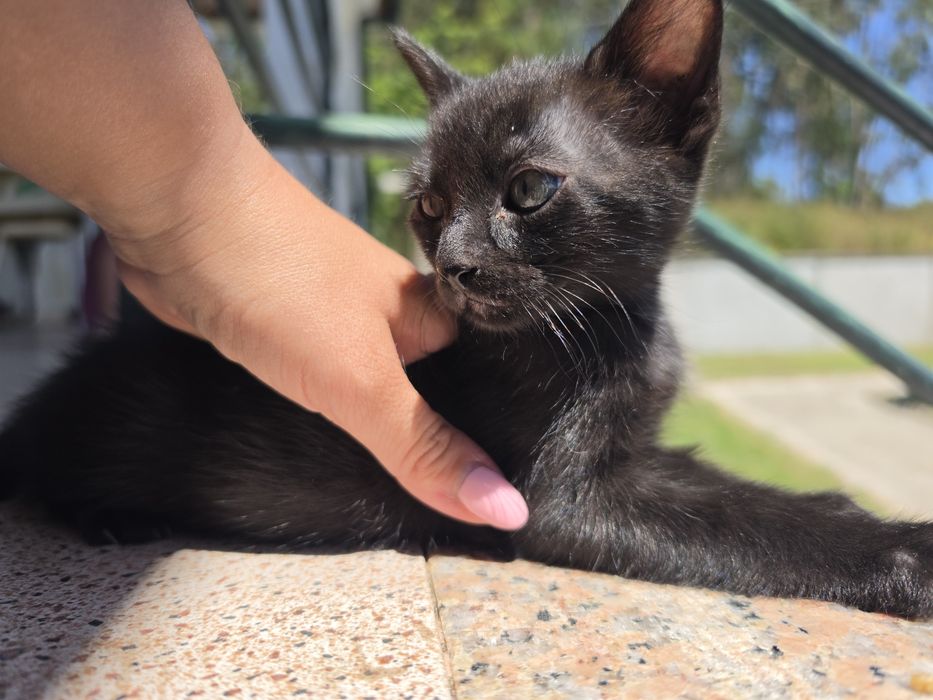 Gatinhos para adoção