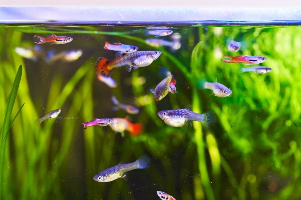 Guppies , vendo pack de 20 por 10 euros