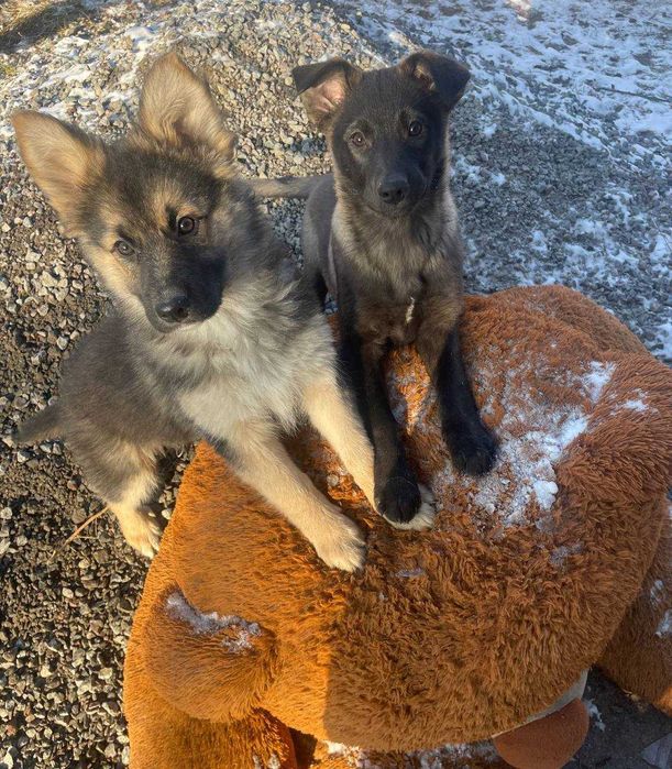 Собачка щенок девочка метис малинуа ищет семью дом харьков черная