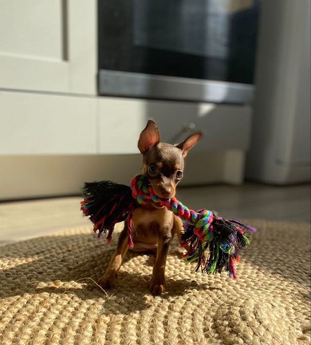 Мальчишка той-терьер с документами