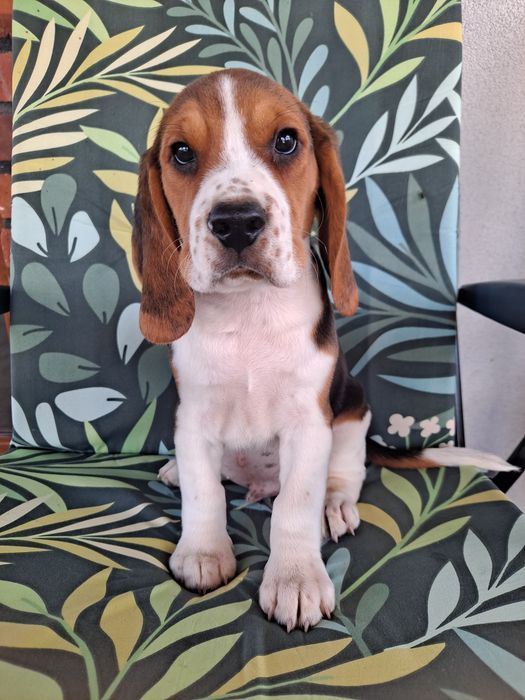 Beagle szczeniak piesek