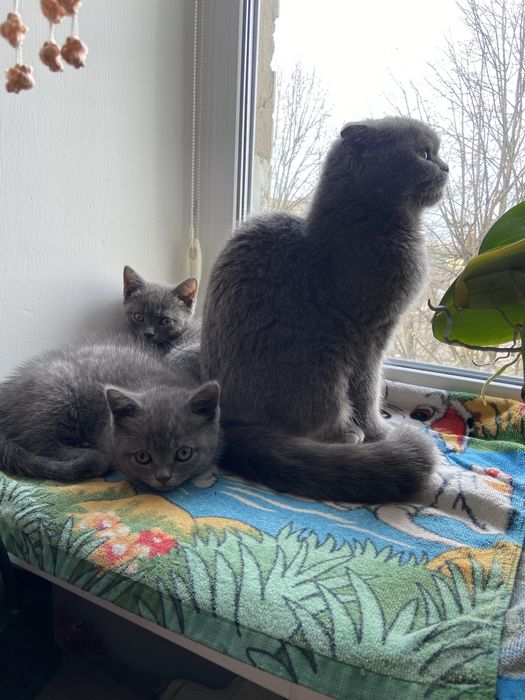 Британські кошенята