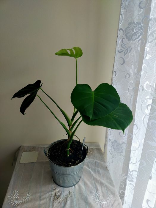 Monstera około 60cm