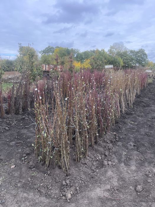Яблуня, груша оптом саджанці