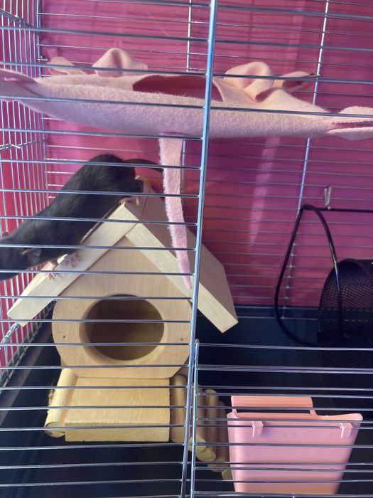 Чорні пацючки і клітки