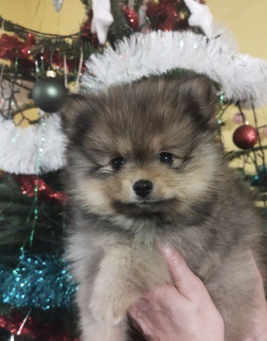 Pomeranian Zkwp szpic miniaturowy