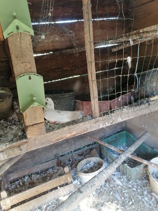 Pombos de lecke muito mansinhos