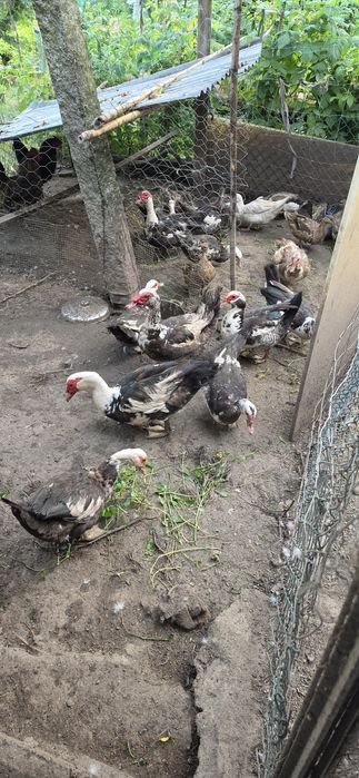 Patos mudos 1 ano