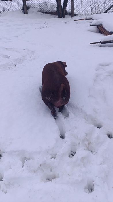 Продам чистокровного кнура породи дюрок