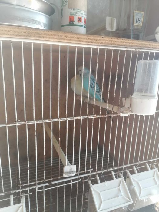 gaiolas/vivieiros para pássaros (criação)