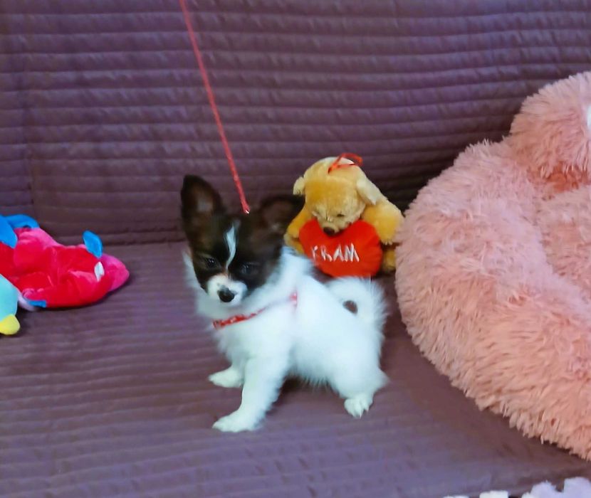 Papillon ZKwP- suczka MAJLA