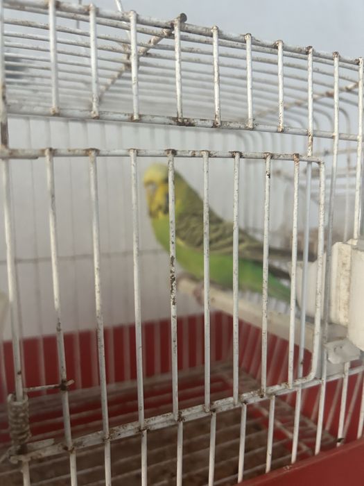 Agaporni e Periquita Inglesa