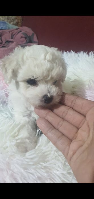 Bichon frise suczka Diana  Fci