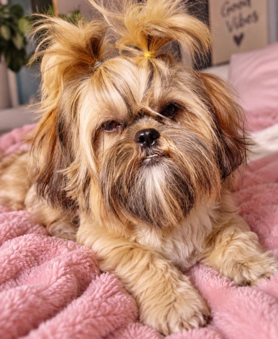 9 miesięczny Igorek shih tzu/ domowa hodowla