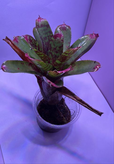 Neoregelia wild tiger terrarium