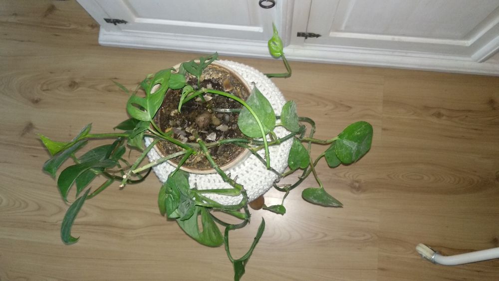 Monstera Monkey Mask
