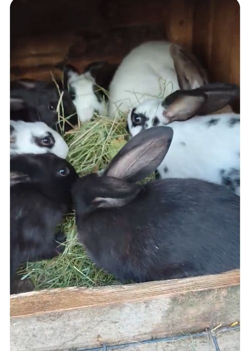 Продам малих кроликів