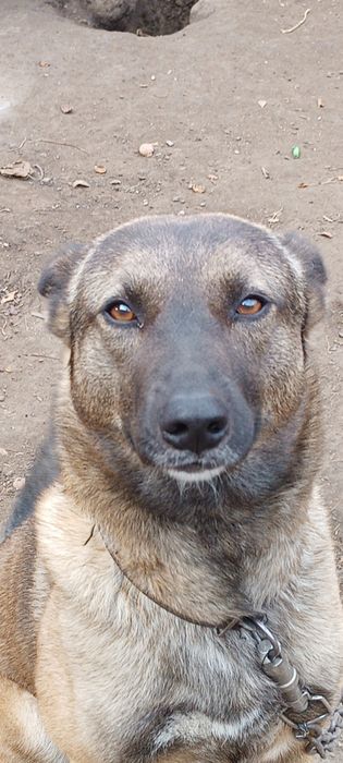 Цуценята в добрі руки