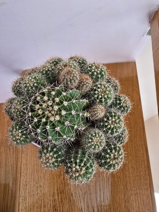 Кактуси композиція