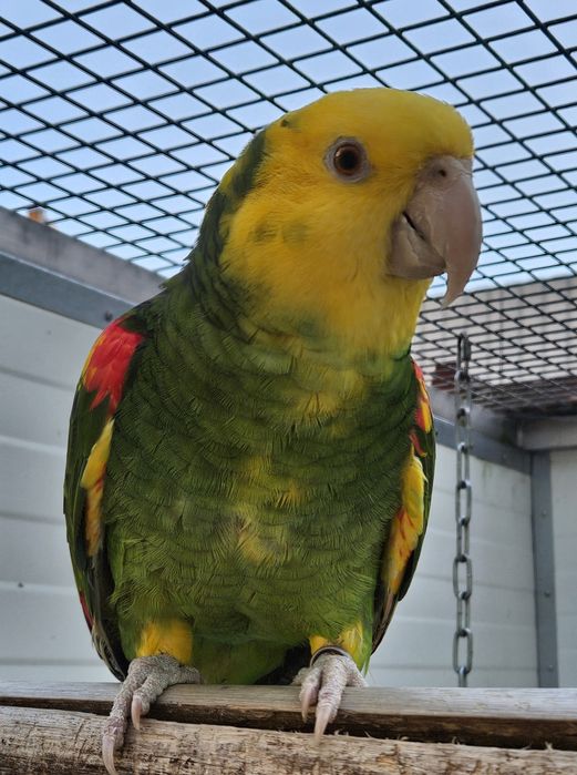 Papagaio Amazonas Oratrix Magna Macho 2014