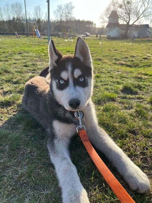 Продам песика хаскі недорого