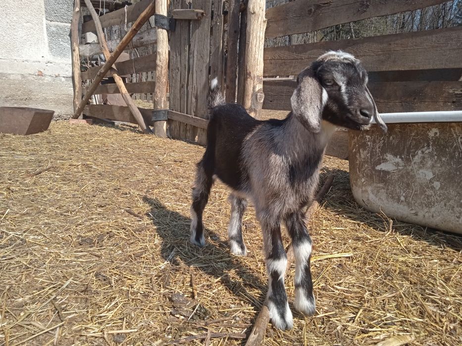 Породисті козинята (коза, цап, козочка, цапок)