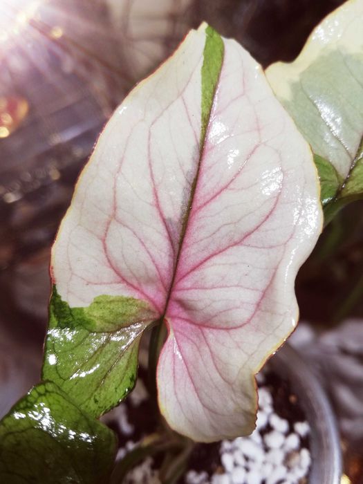 Syngonium WHITE PRINCESS Variegata pink WIELKA RZADKOŚĆ Unikat Monstera Philodendron