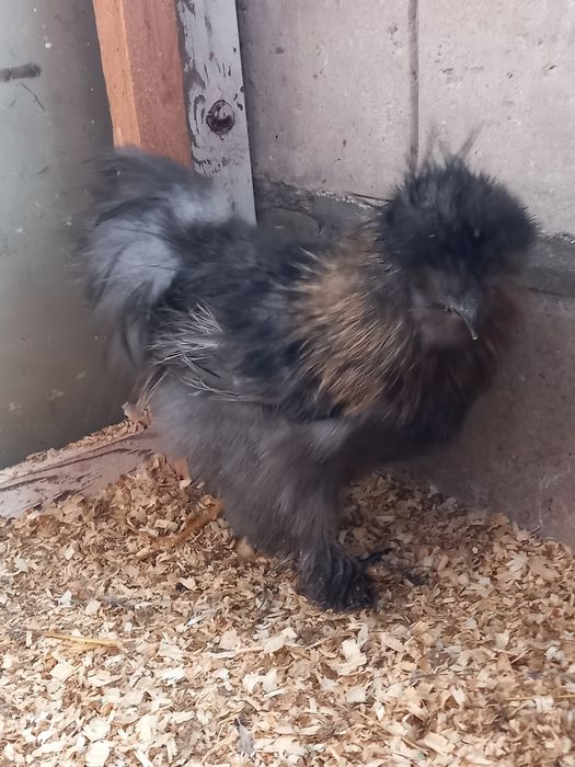 Sprzedam Koguty silki