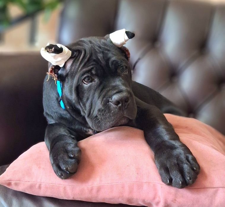 Розплідник КСУ пропонує малюків